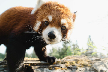Red Panda up close
