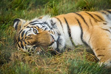 Tiger laying in grass