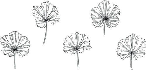 Fototapeta na wymiar Leaves isolated on white. Hand drawn vector illustration. 