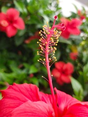 red hibiscus flower