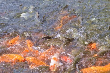 fish in the water