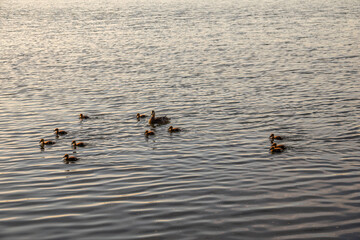 A family of ducks, a duck and its little ducklings are swimming in the water. The duck takes care of its newborn ducklings. Mallard, lat. Anas platyrhynchos