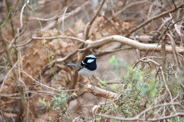 Superb Fairy-wren  (Malurus cyaneus), Cranbourne Botanic Gardens, Melbourne, Australia,