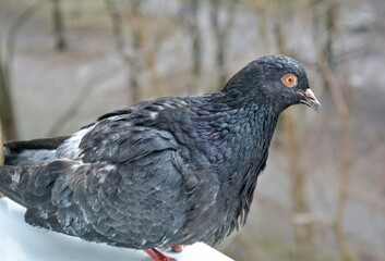 pigeon on a window 