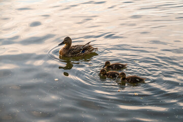 A family of ducks, a duck and its little ducklings are swimming in the water. The duck takes care of its newborn ducklings. Mallard, lat. Anas platyrhynchos