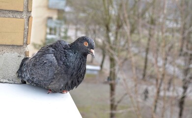 pigeon sitting on a window and street view