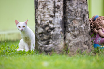 White cat playing on grass with copy space