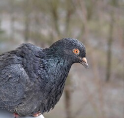close up of a pigeon