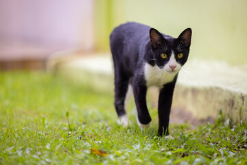 Black short hair cat walking on grass