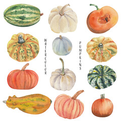 Watercolor colorful pumpkins isolated on white background. Great as thanksgiving decor, halloween invitations and cards. Autumn fall graphics 