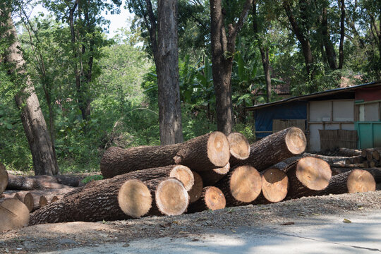 pile of pine log wood in side road
