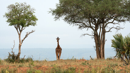 Baringo Giraffe, Giraffa camelopardalis