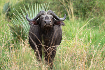 African buffalo, Syncerus caffer