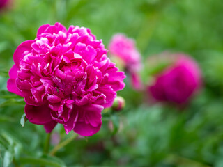 Pink peonies in the garden. Blooming pink peony. Closeup of beautiful pink Peonie flower. Natural floral background.