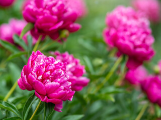 Pink peonies in the garden. Blooming pink peony. Closeup of beautiful pink Peonie flower. Natural floral background.