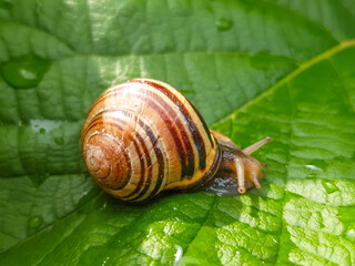 brown-lipped snail or banded grove snail (in german Hain-Bänderschnecke also Hain-Schnirkelschnecke) Cepaea nemoralis