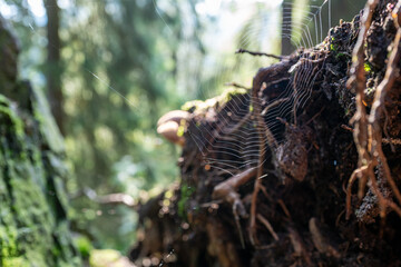 Lauchagrund bei Bad Tabarz im Thüringer Wald