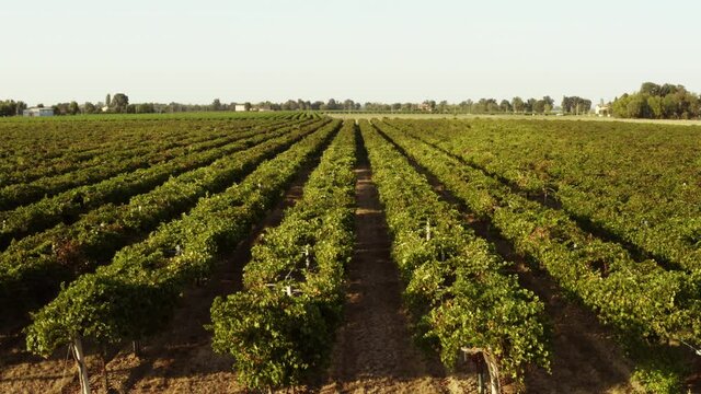 Coltivazioni di uva per aceto balsamico 
