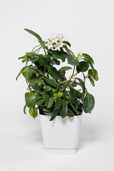 Houseplant jasmine stephanotis flower in a pot blooms on a white background isolate vertical card