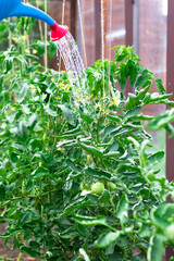 A blue watering can is used to water green tomatoes in a greenhouse on a hot summer day. Selective focus. Close-up