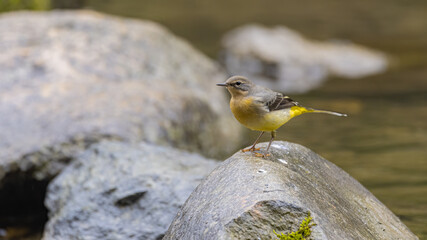bird,  meer, gull, beach, tier, natur, schnabel, ozean, wasser, wild lebende tiere