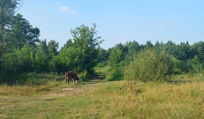 Krowa pasąca się na polanie - 457812945