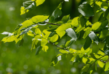 The Young elm leaves in the spring