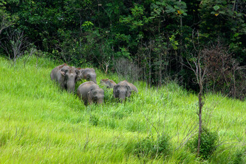 Elephants Asia