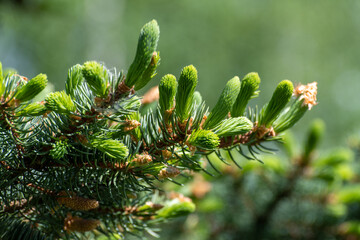 Spruce branch with young needles and young spruce cone