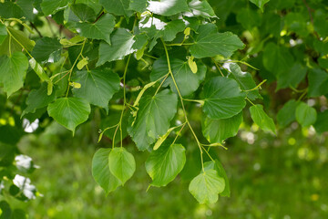 The Young linden leaves in the spring