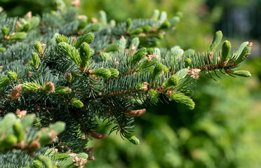 Beautiful spruce branch in spring - young needles and cones