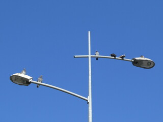 Obraz premium Birds pigeons standing on the street lamp with lamp post, blue sky in background