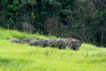 Fototapeta na wymiar Elephants Asia