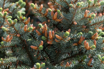 Many young spring cones on a spruce branch