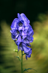 Beautiful autumn flower heard of blue azure of Monk's Hood, a toxic plant used as a poison....