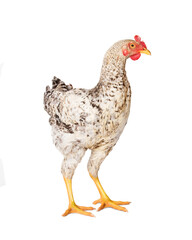 Young rooster on a white background