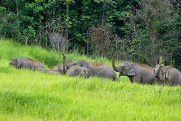 Fototapeta premium Elephants Asia