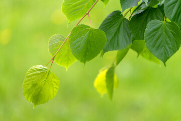 The Young linden leaves in the spring