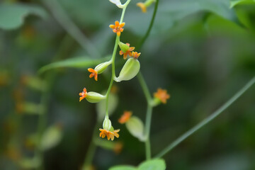カエデドコロの小さい雌花