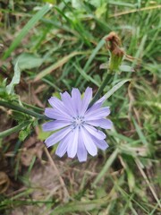 Blue Cichorium flower closeup. Asteraceae, daisy family. wild chicory flower