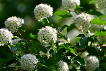 Opulifolius Diabolo blooms with white flowers in spring