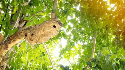 wasp nest in the bushes The danger of poisonous insects
