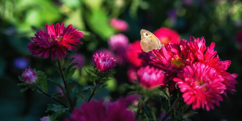butterfly  on colorful garden flowers  - 457813936
