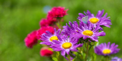 butterfly  on colorful garden flowers  - 457813977
