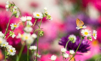 butterfly  on colorful garden flowers  - 457813981
