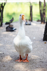 Gray, domestic goose on an isolated background.