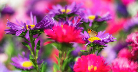 butterfly  on colorful garden flowers  - 457813989