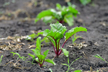 The Young beet tops in the garden