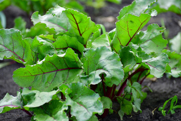 The Young beet tops in the garden