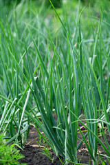 Young green onions grow in a garden bed